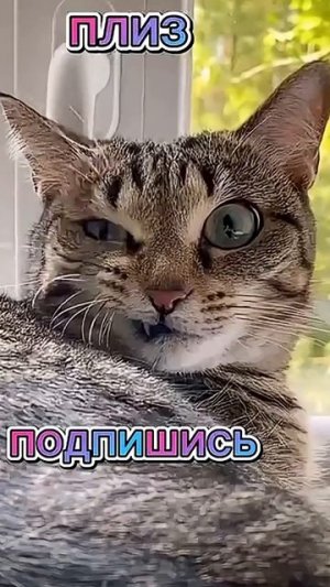 Удивительные животные !!! #юмор #кошки