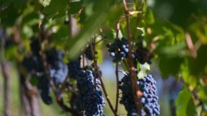 И ВОССТАНЕТ В ТО ВРЕМЯ МИХАИЛ , КНЯЗЬ ВЕЛИКИЙ ...