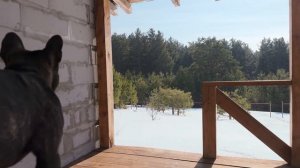 Часть 53. Шани и Егор в большой опасности | Сойки поблизости