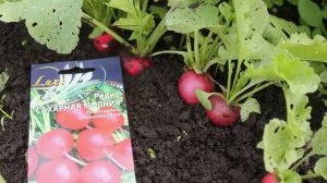 Выращивание редиса без пустот: два ростых правила