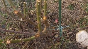 Итоги зимовки. Посылка с розами из Максироуз