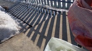 Готовлю мульчу для гортензий.