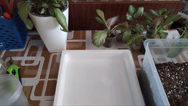 Пересадка черенков Эписции.