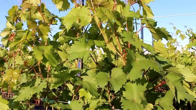 Сделайте так и САЖЕНЦЫ ВИНОГРАДА попрут как БЕШЕНЫЕ.