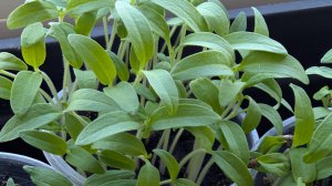 Обзор рассады.Взошел через 10 дней,кто то выскочил на третий.