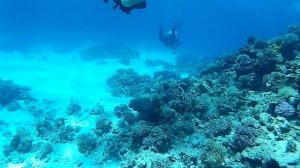 Красное море • Кораллы • Рыба Флейта • Подводный мир • Дайвинг • Египет • Хургада