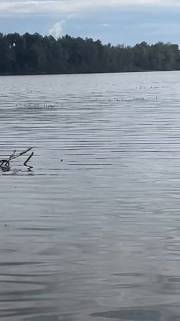 #выходные #сапы #юмор #релакс #отдых