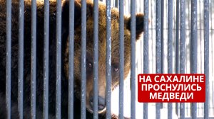 Медведи вышли из берлог: весна в Сахалинском зоопарке