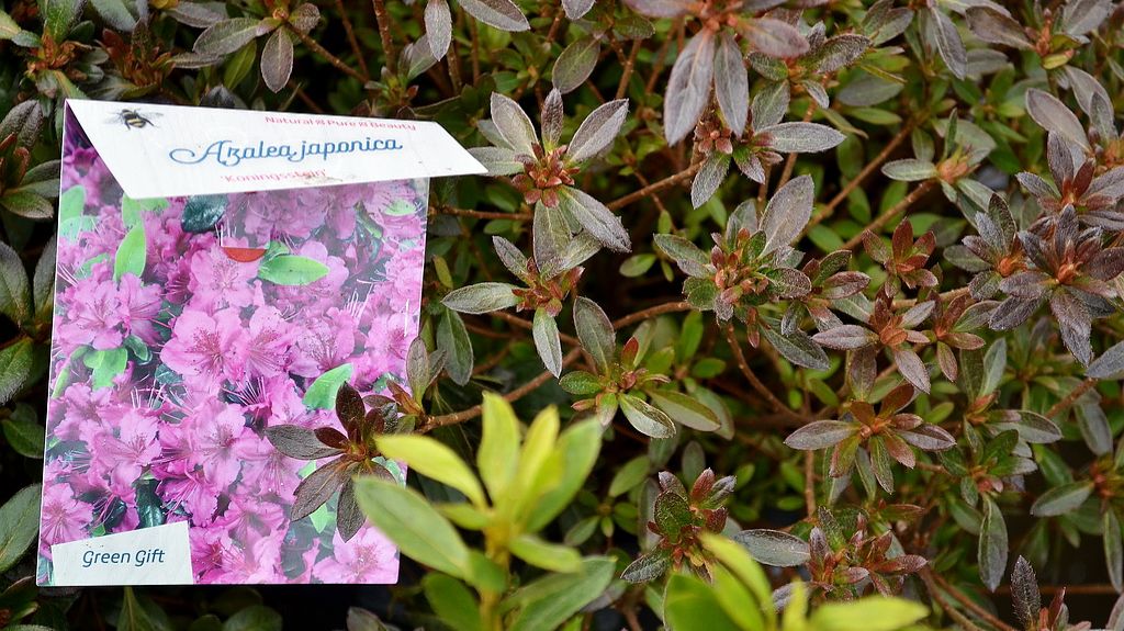 Новинки! Азалии и Рододендроны