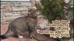 Дневник лесного кота Барсика "Весна не ждет!" - 17.03.2026