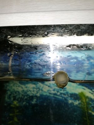 Жизнь улитки