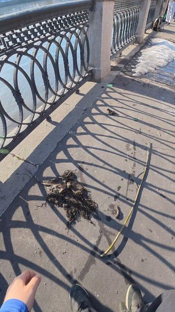 Операция Синяя Кукушка #3, продолжение. Снова ловим на знакомой локации. Клевало плохо. Стритфишинг