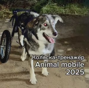 Коляска-тренажер для собак