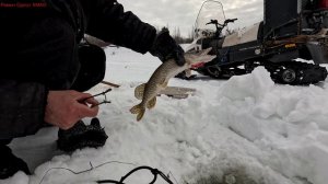 Жерлицы проверка. 31 день.