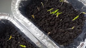 Мой способ проращивание томатов