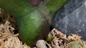 Поливаю орхидеи ракетным топливом! Делаю выводы!