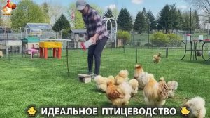 Идеальное птицеводство достойно восхищения 🐓🦆🦢🦚🦃🐔 эпизод (468)
