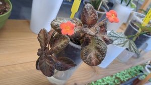 Эписция! Маленькое чудо в моей коллекции!