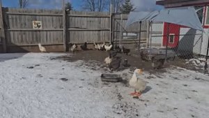 Сельчанка  / ПРЕКРАСНАЯ ЖИЗНЬ