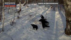 На падаль в лесу слетелись вОроны. Снято на фотоловушку №61