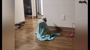 Самые смешные коты на свете 😸😂