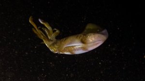 Дайвинг на Филиппинах 4K | Ночной дайв Negros Oriental