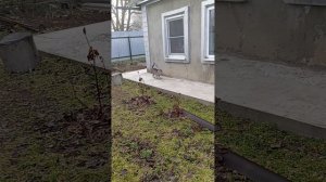 1000103565.mp4туман , туман