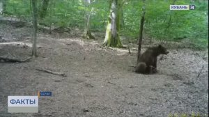 Ученый Кудактин назвал причины выхода медведей к людям в Сочи