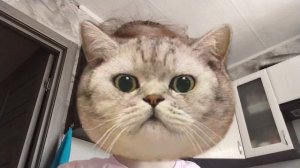 Спалила лицо на 90 Антифанок(подписчиков)!