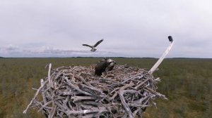 Наука о жизни