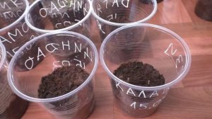 Помидоры взошли 18 марта