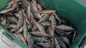 Окунёвое эльдорадо!