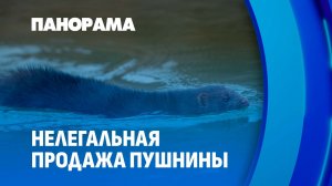 Наживались на пушнине! В Беларуси раскрыли коррупционную схему. Панорама