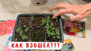 Опять плохие семена! Как взошел львиный зев?