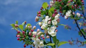 пение птиц в деревне