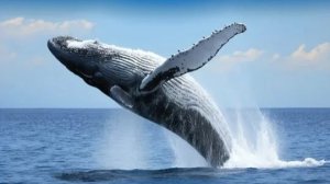 Морская прогулка на Камчатке: встречи с китами и косатками