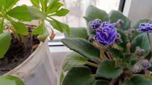 Солнечное утро