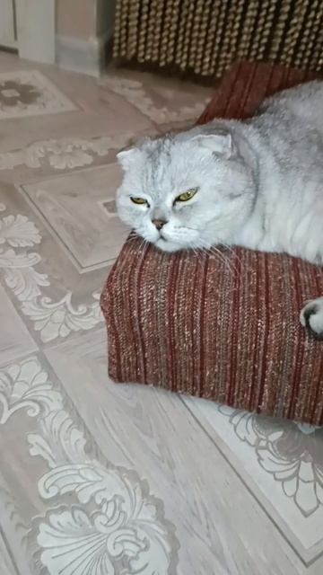 маленький гений