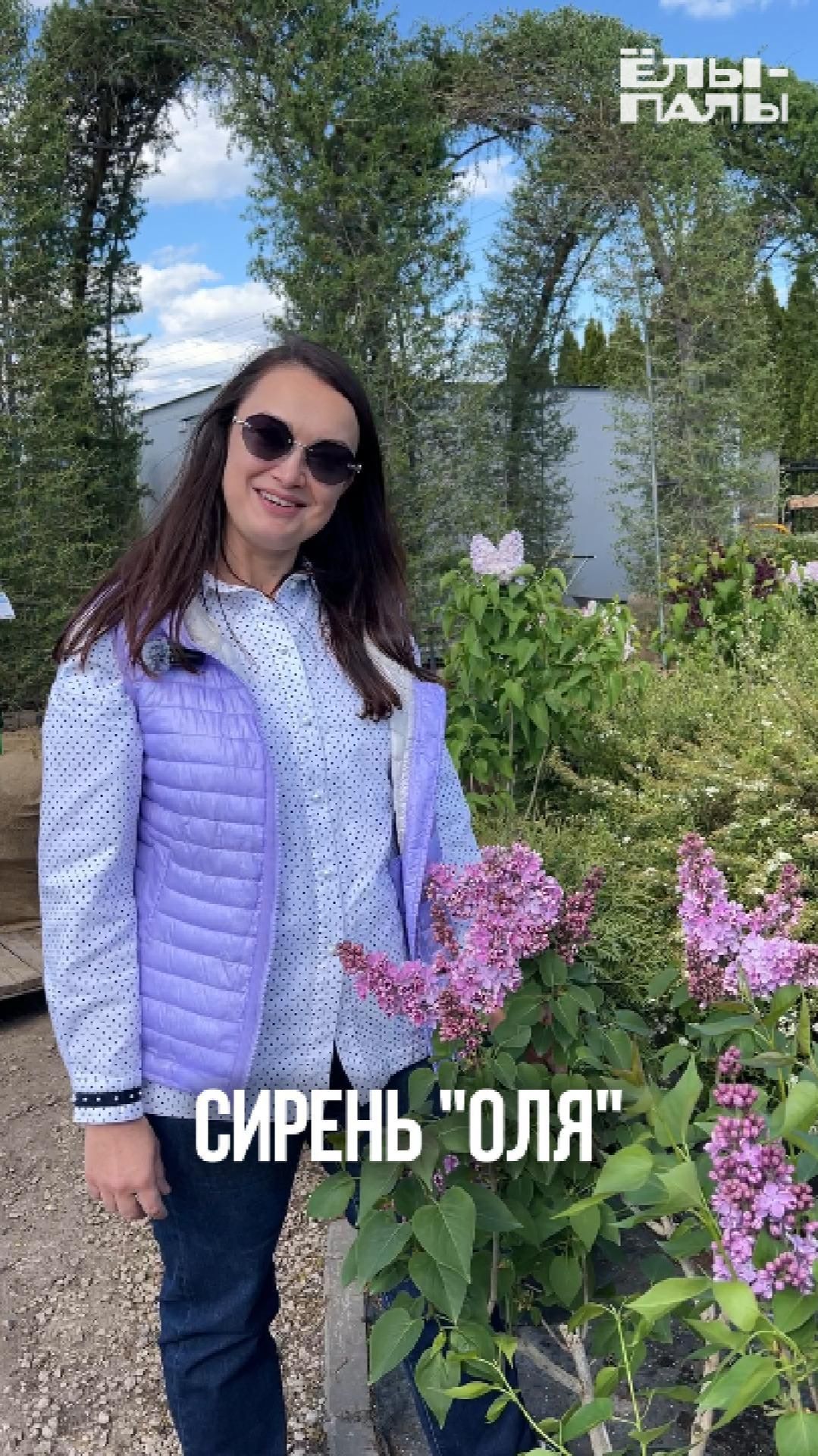 Сирень обыкновенная `Оля` РС