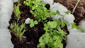 18.03.26г  На Даче Посадила Лук Зелень Растет