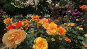 1000012275.mp4. " не рви этот цветок...