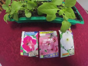 Пересадка Петуний