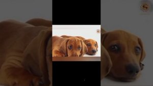 Пет- терапия.. Это- интересно и полезно.