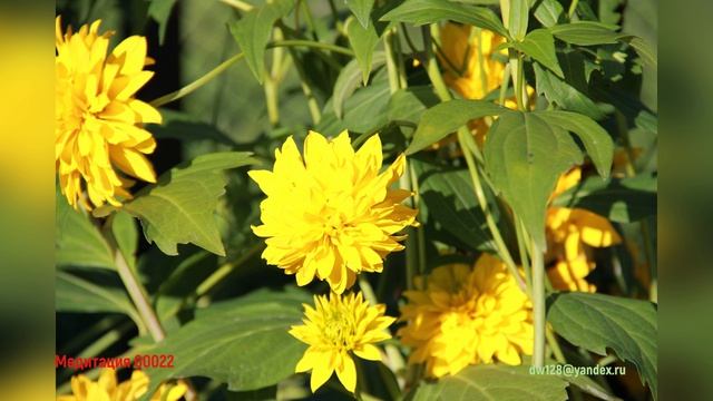 Медитация 00022