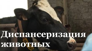 В ЛНР стартовала весенняя диспансеризация домашнего скота