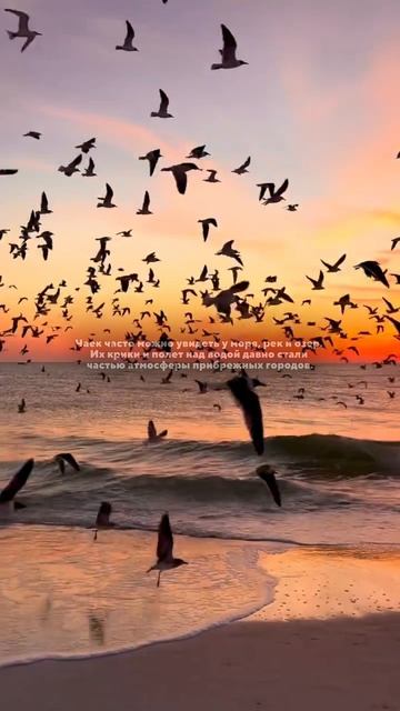 Птица, которая у многих ассоциируется с морем