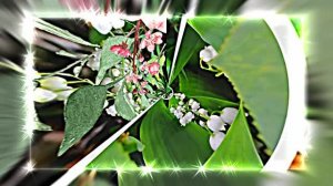 С Днём Рождения 7! Ландышевая Сказка от Киностудии Мудрого Кота Тимофея!!!