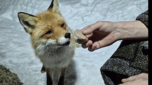 (1243) Лиса приходит в гости. Март 2026