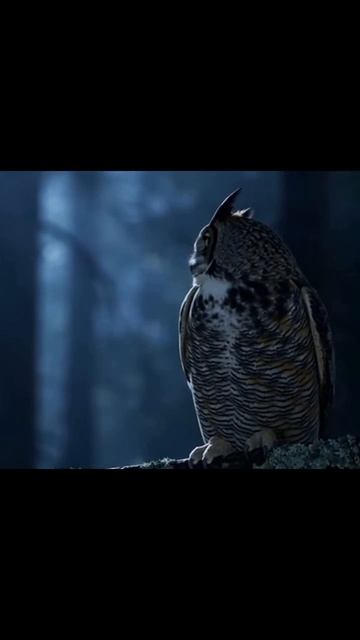 #дикаяприрода #животныевдикойприроде #пейзажидикойприроды #защитаокружающейсреды #природныечудеса