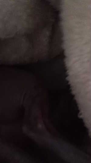 пещерный кот